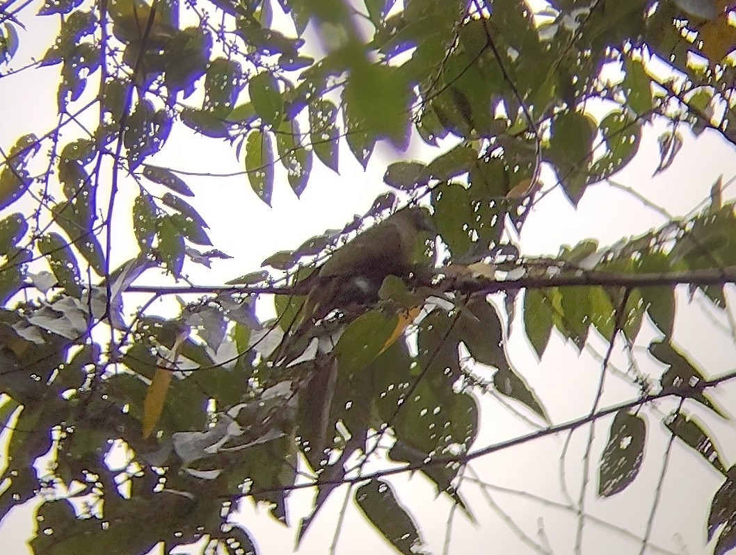 Yellow-vented Green-Pigeon - ML595447751