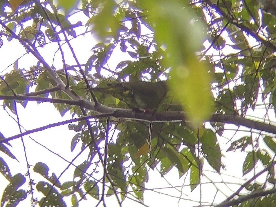 Yellow-vented Green-Pigeon - ML595447811