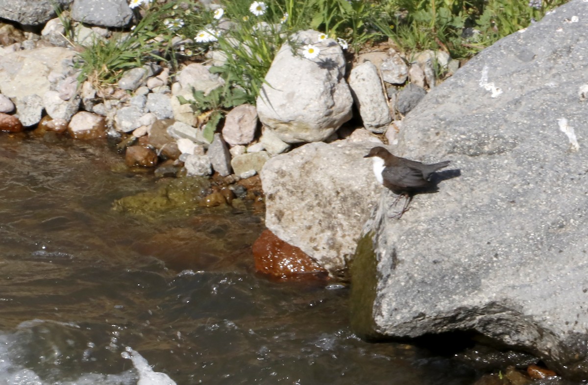 White-throated Dipper - ML595447851