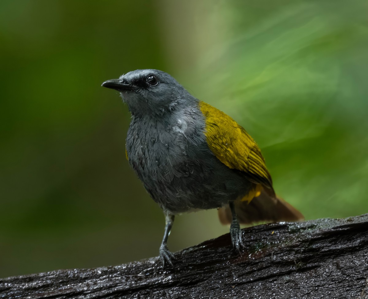 Gray-bellied Bulbul - ML595449491