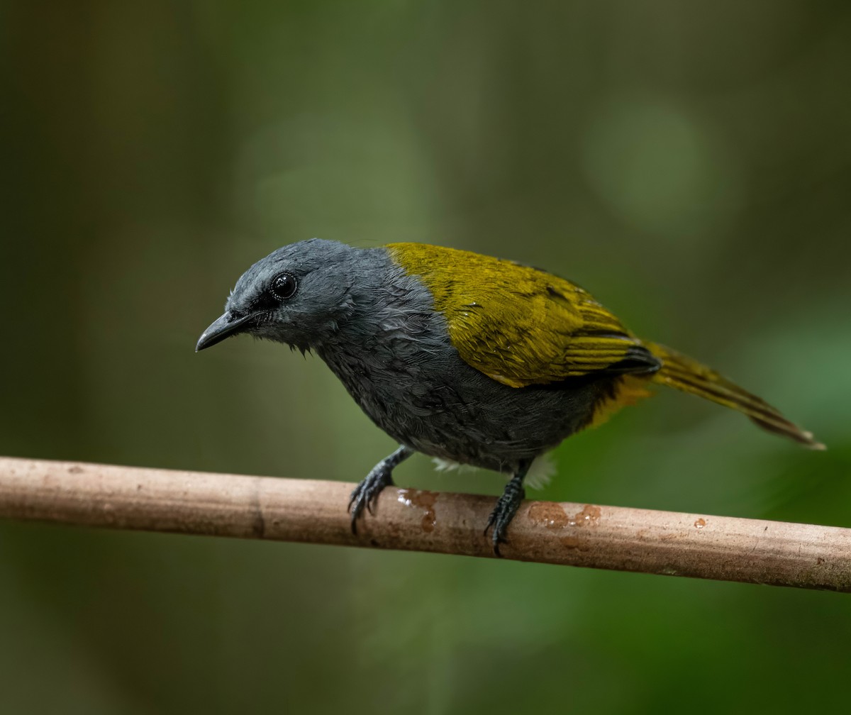 Gray-bellied Bulbul - jimmy Yao