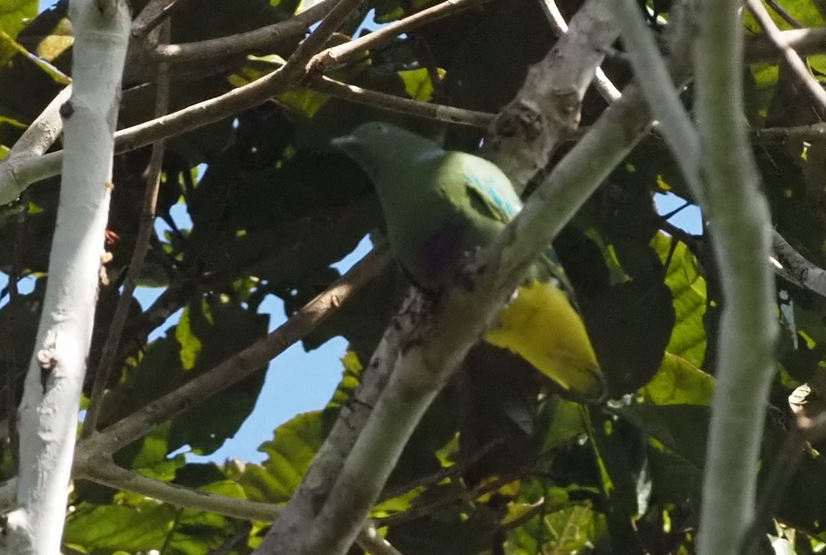 Dwarf Fruit-Dove - ML595449681