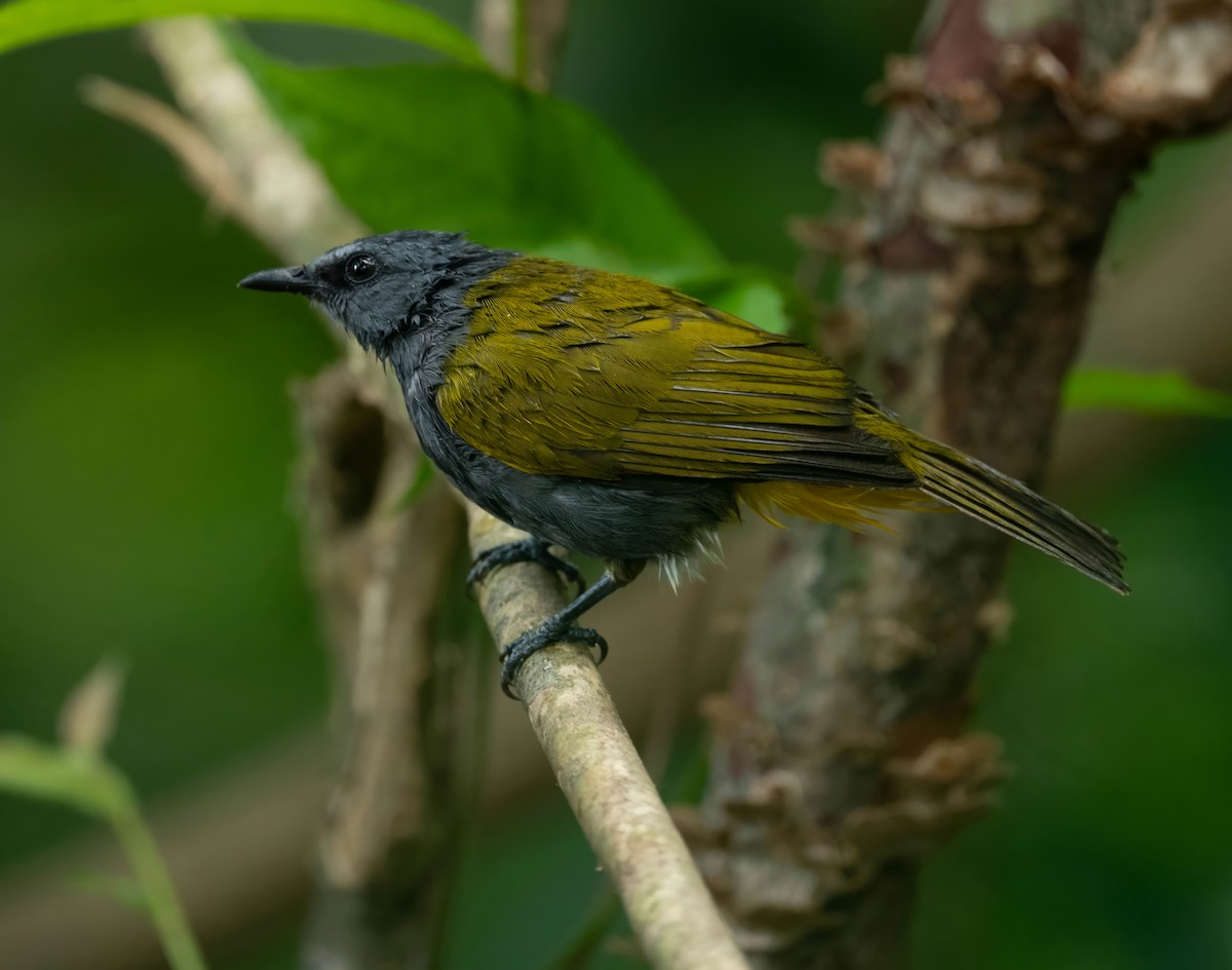 Bulbul à ventre gris - ML595450211