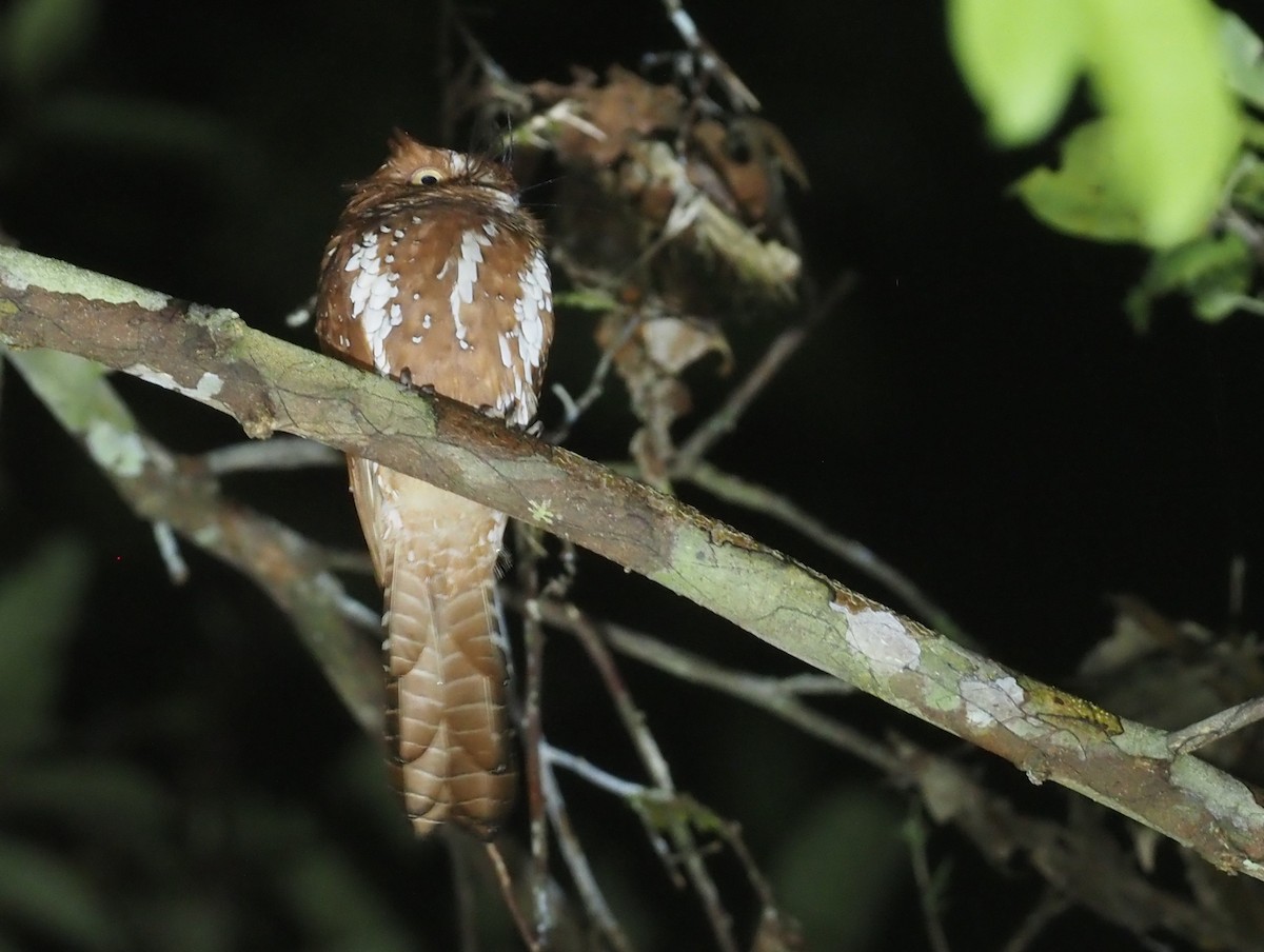 Starry Owlet-nightjar - ML595450831