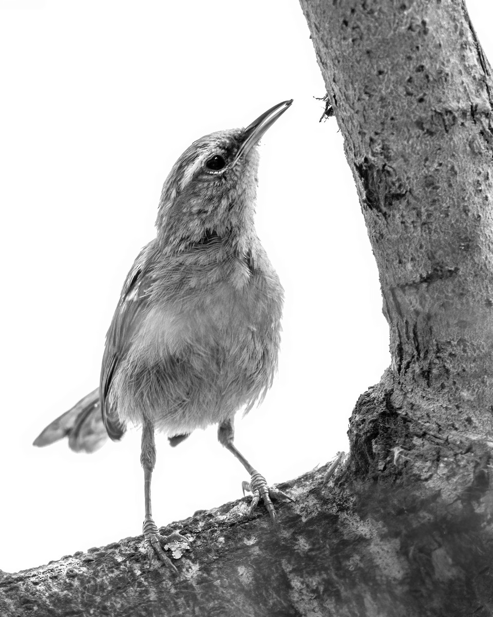 Bewick's Wren - ML595451151