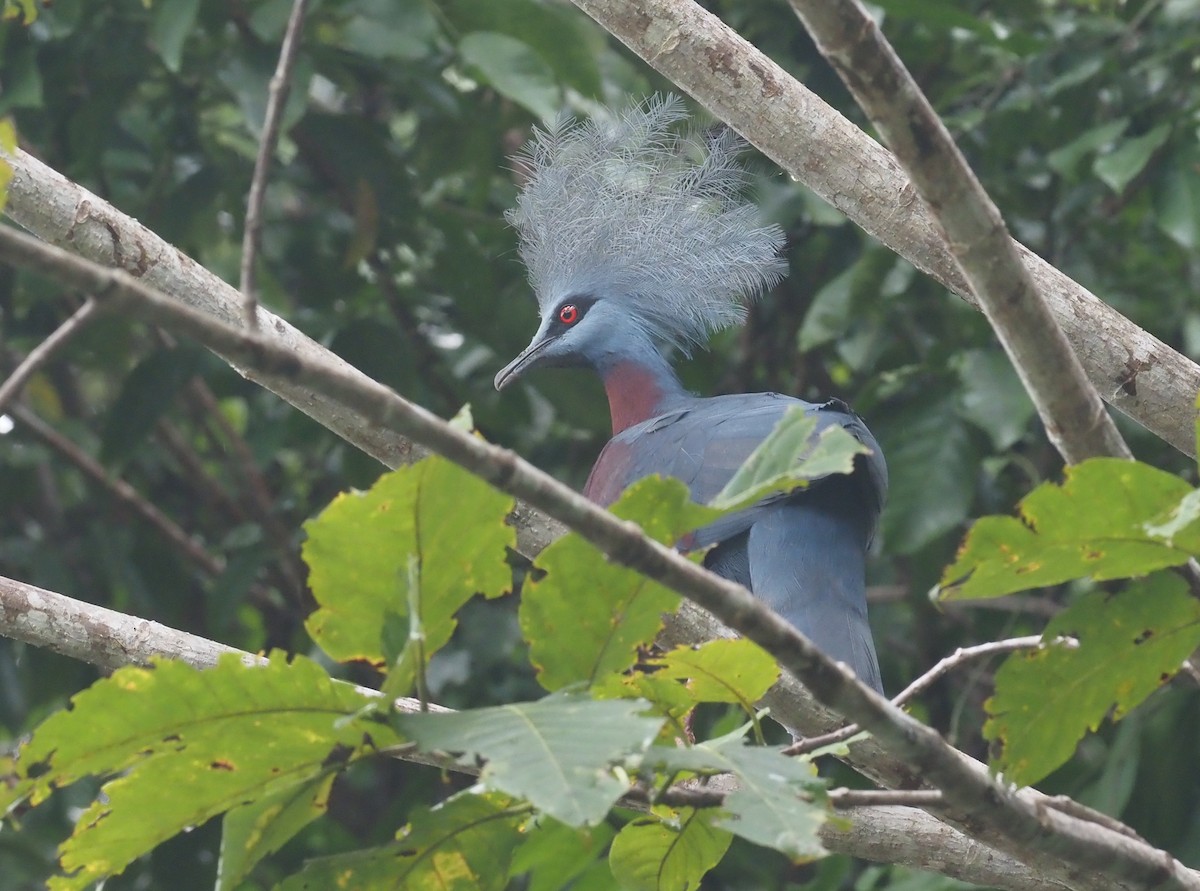 Sclater's Crowned-Pigeon - ML595451351