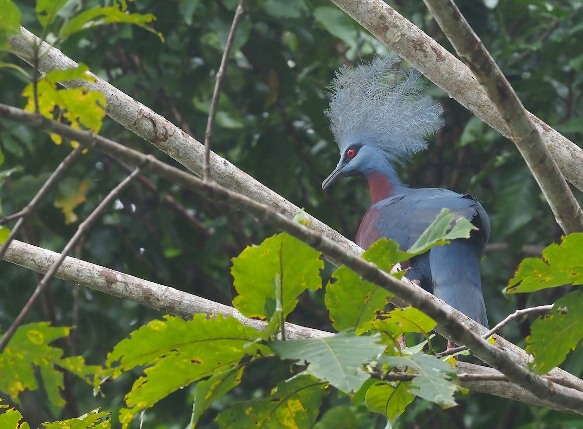 Sclater's Crowned-Pigeon - ML595451431