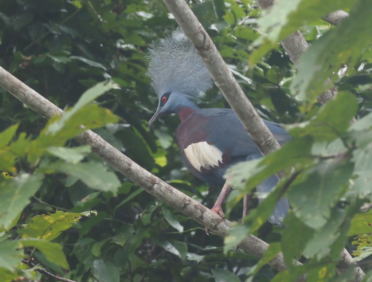 Sclater's Crowned-Pigeon - ML595451551