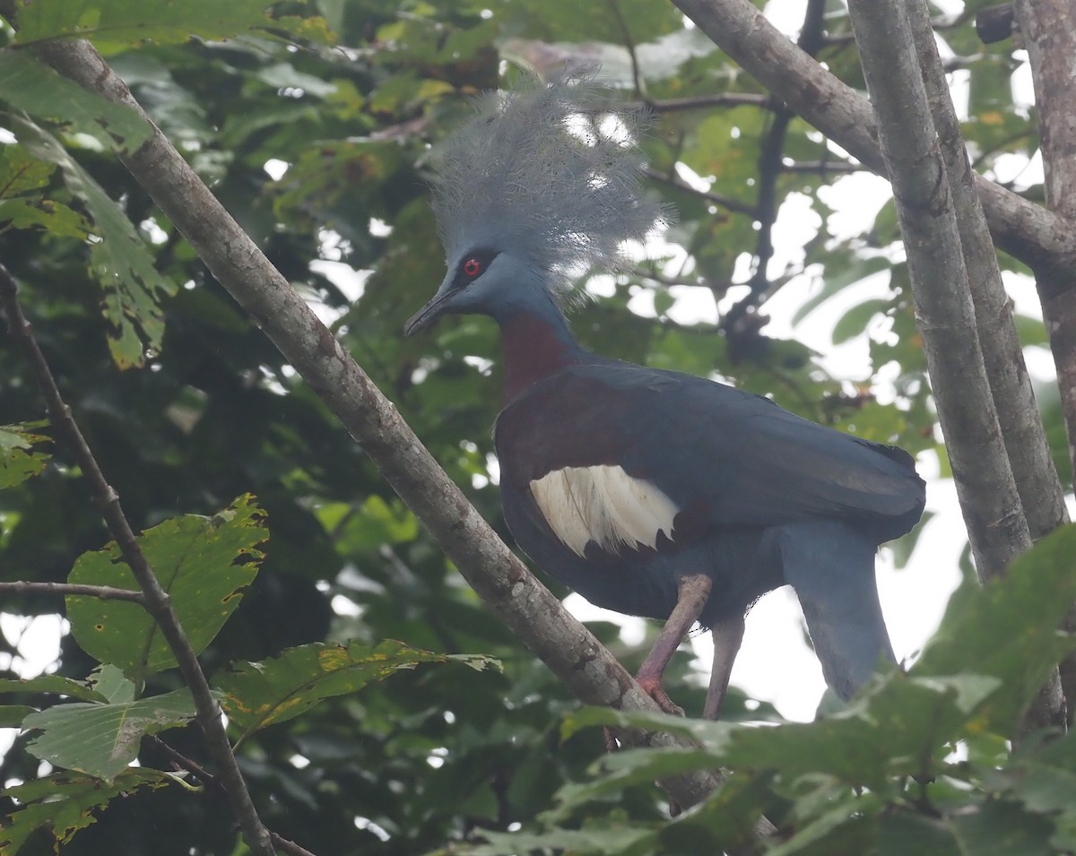 Sclater's Crowned-Pigeon - ML595451661