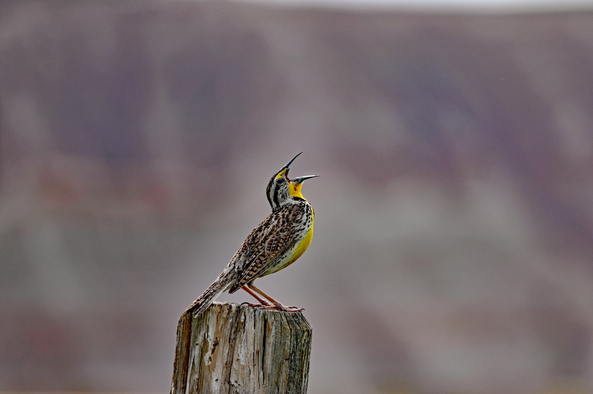 Western Meadowlark - ML595452841