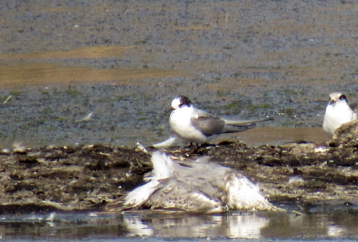 Arctic Tern - ML595453471