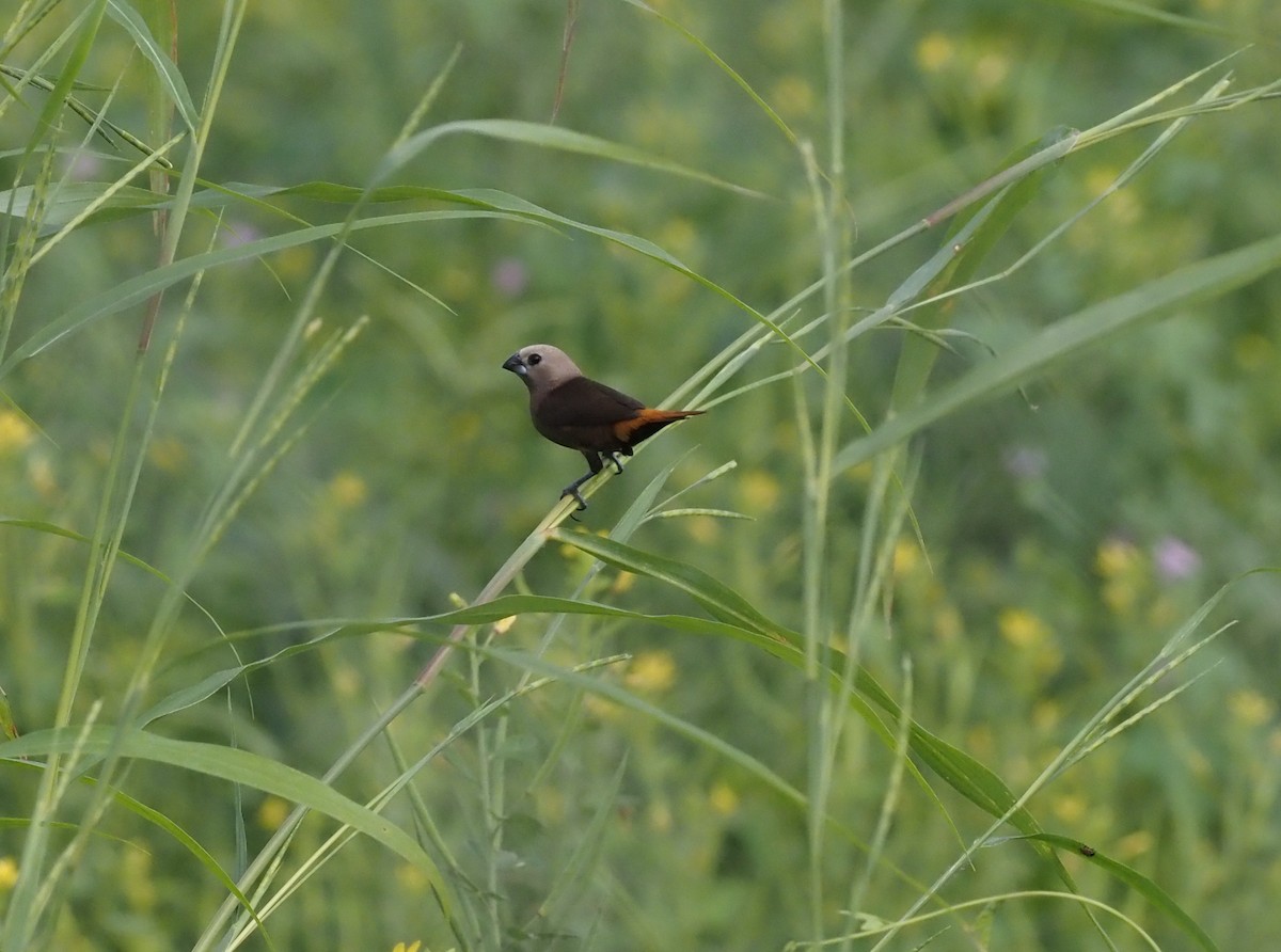 Gray-headed Munia - ML595453611