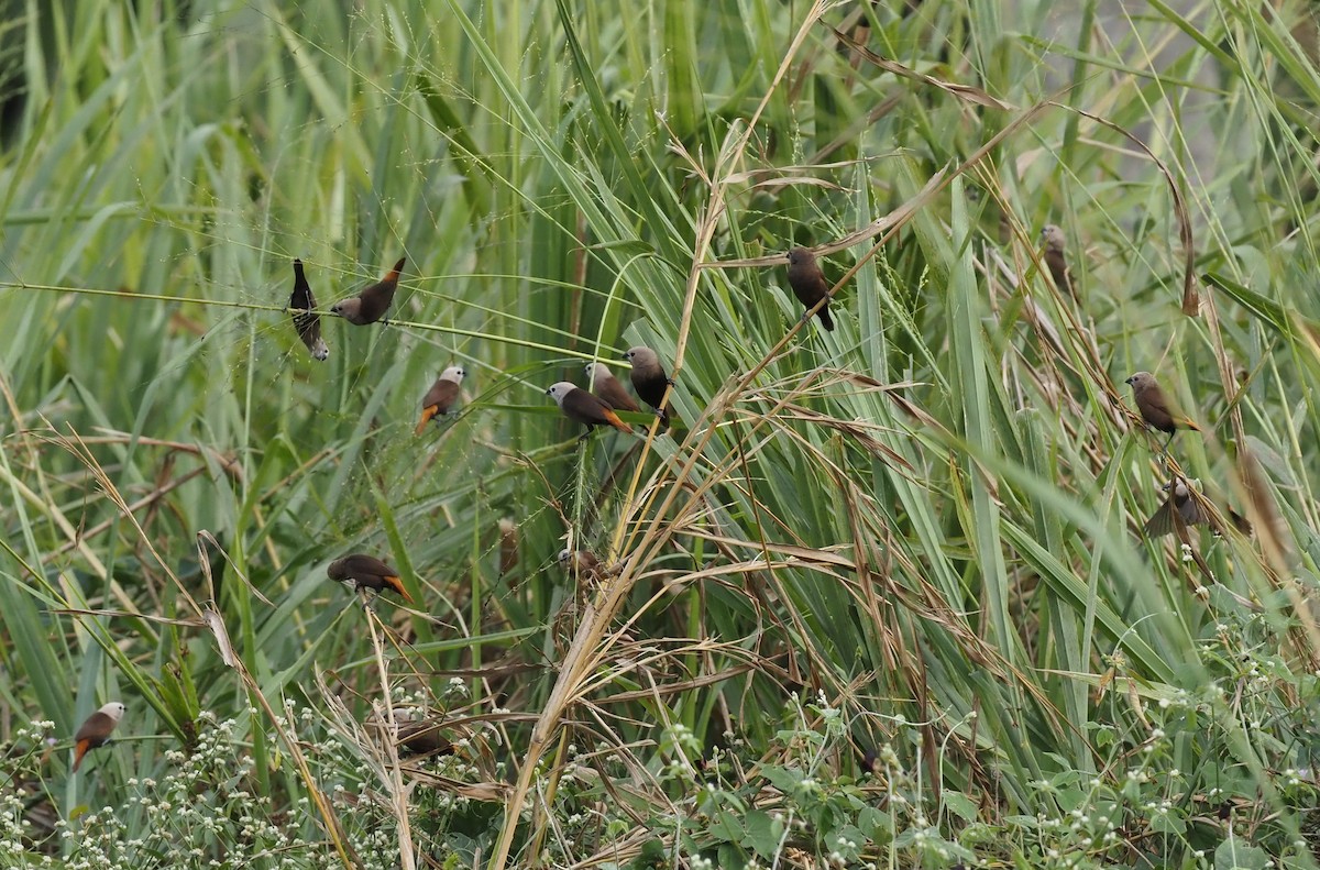 Gray-headed Munia - ML595453771