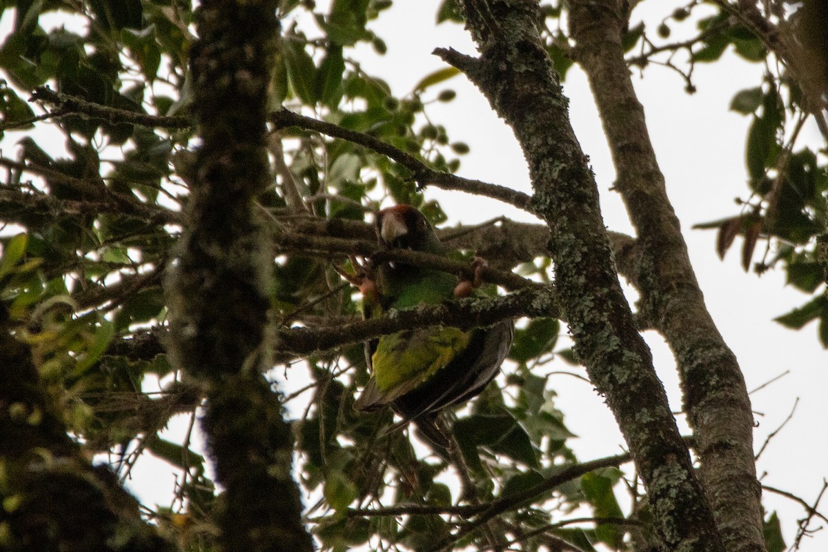 Red-fronted Parrot - Nathan Mixon