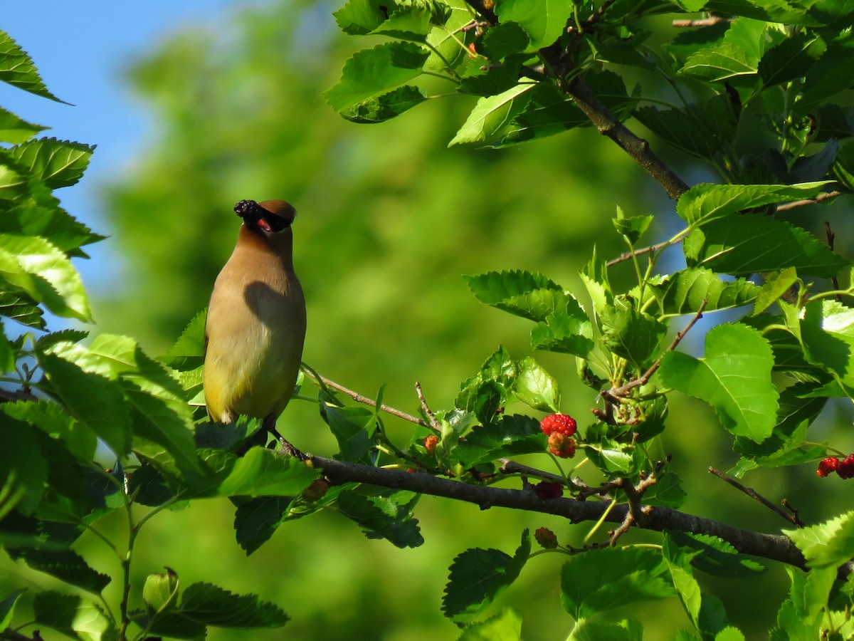 Cedar Waxwing - ML595456631