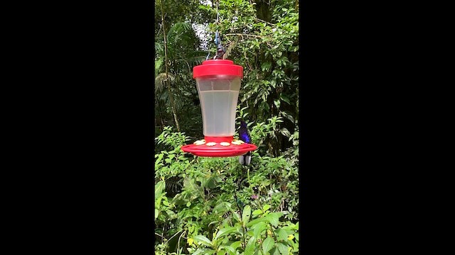 kolibřík fialkový - ML595459631