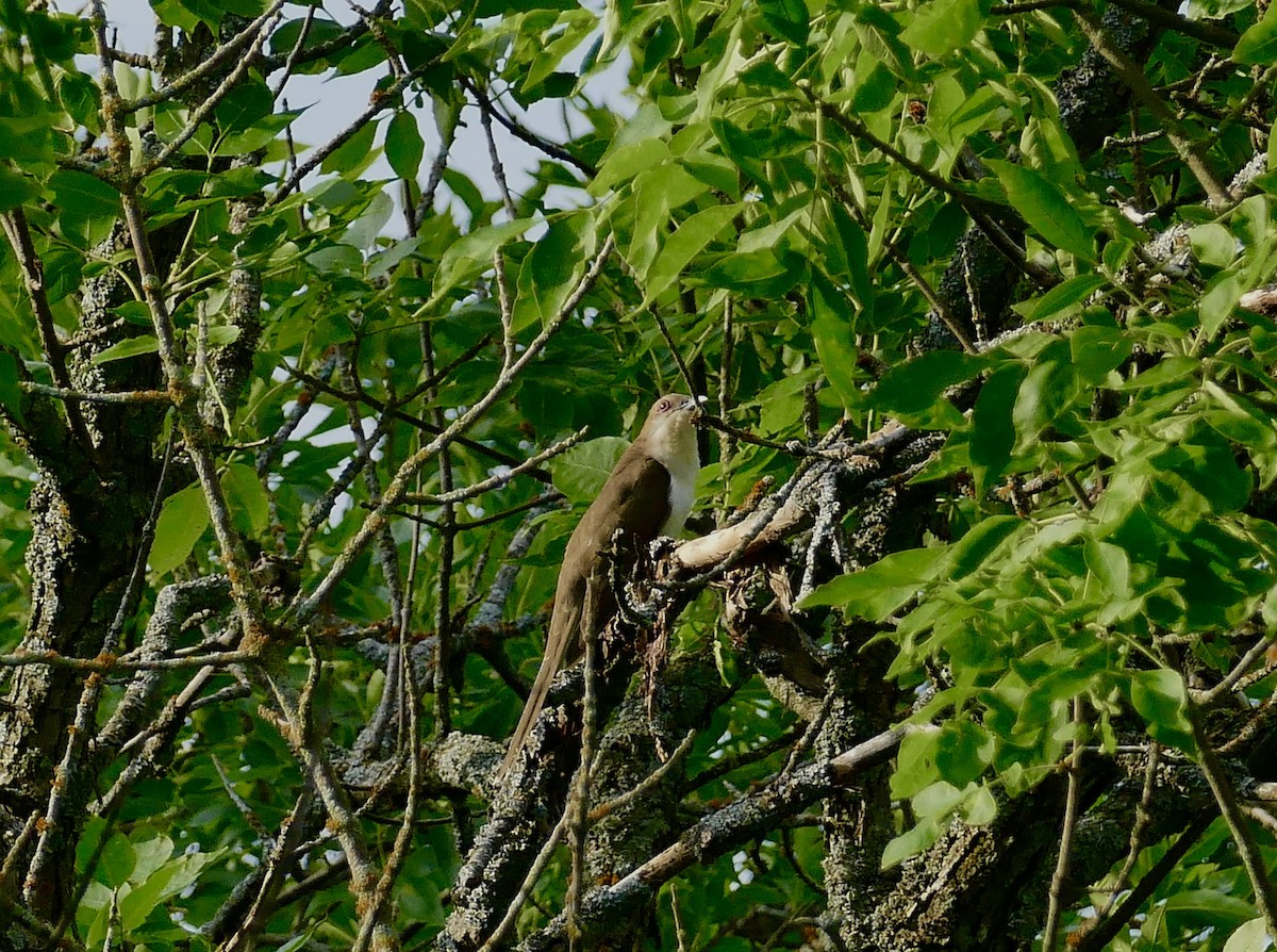 Black-billed Cuckoo - ML595459971