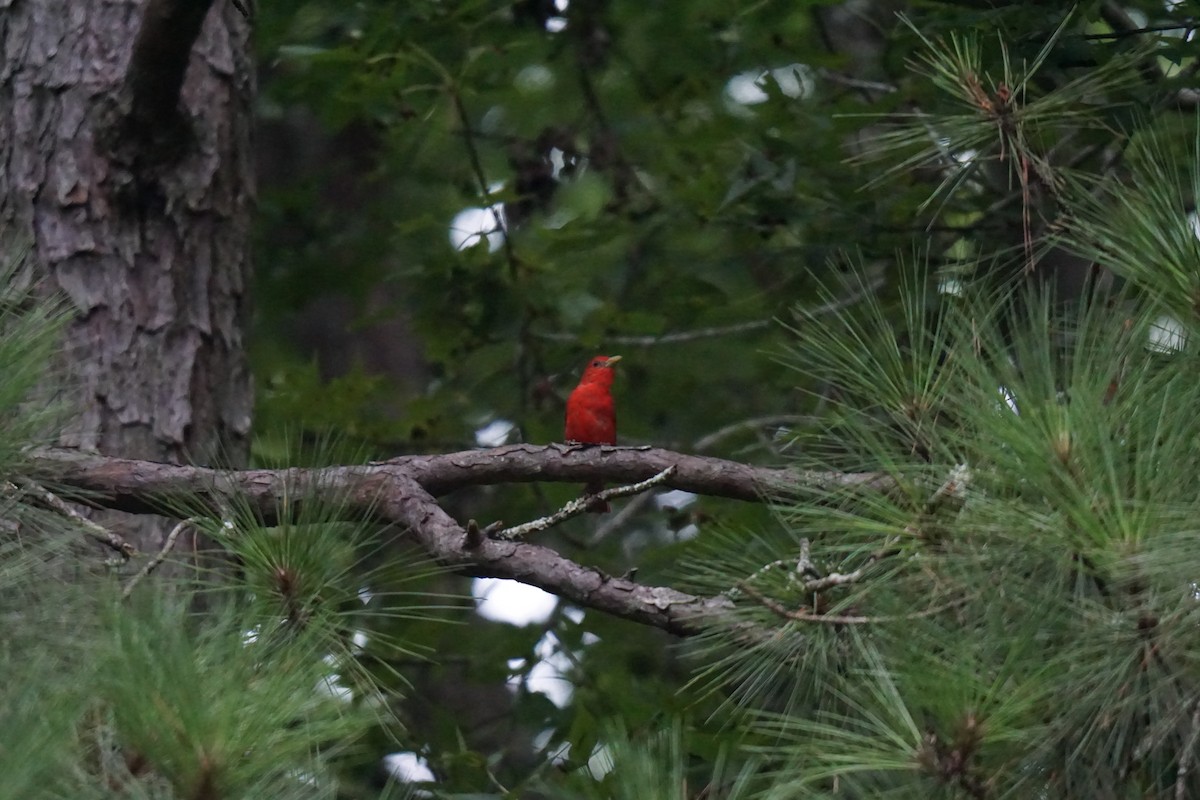 Summer Tanager - ML595460141