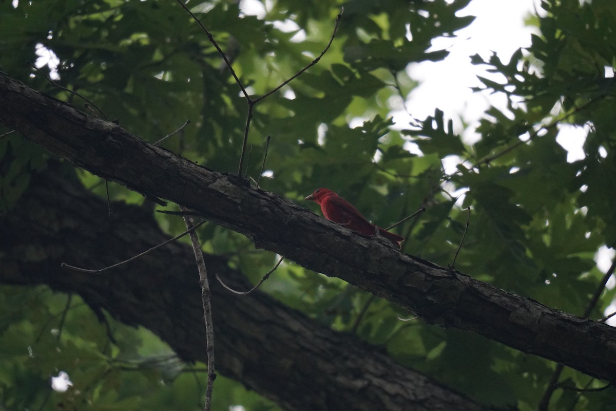 Summer Tanager - ML595460201