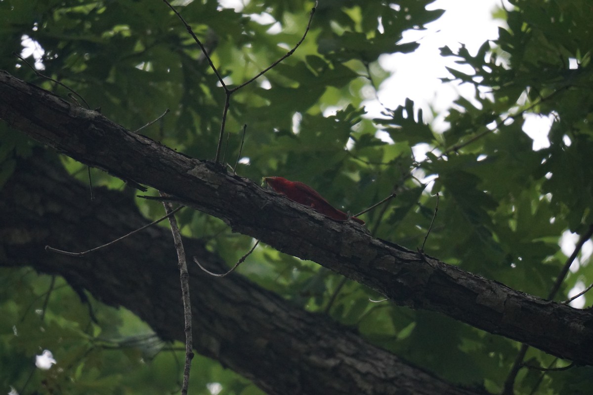 Summer Tanager - ML595460211