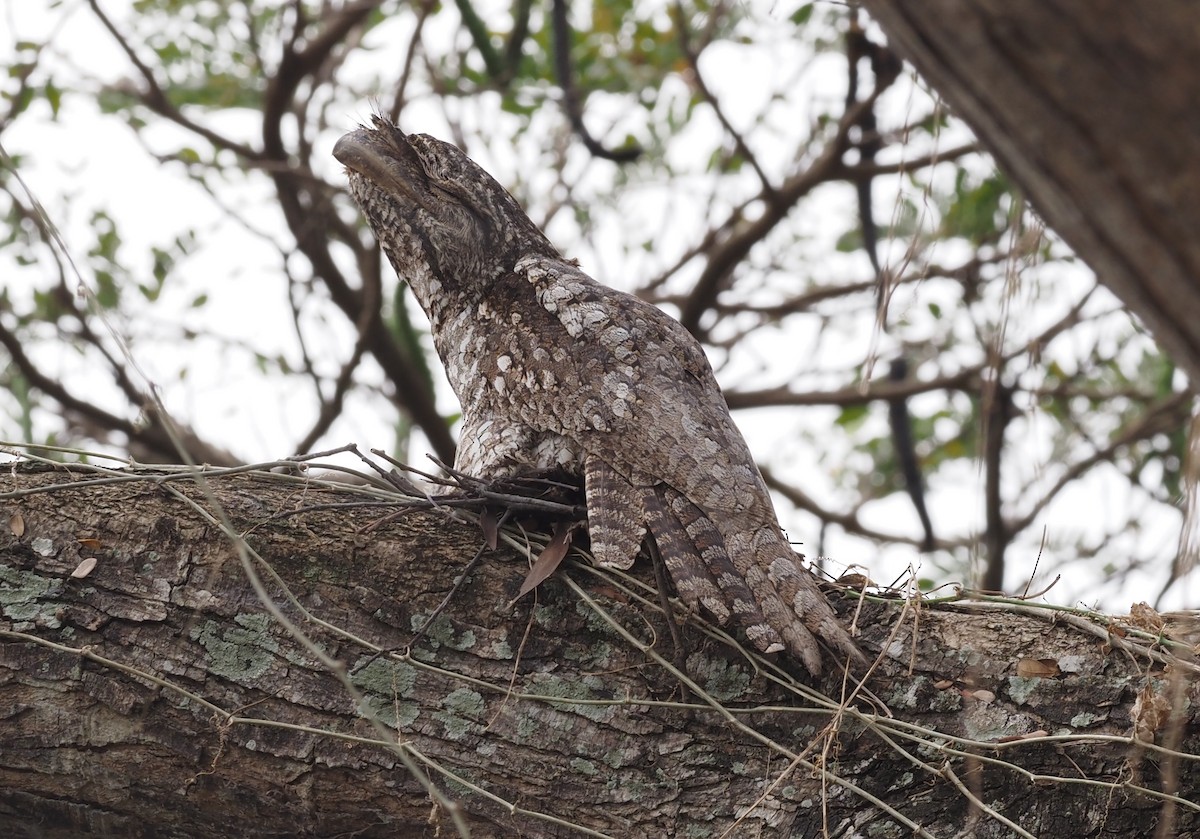 Papuan Frogmouth - ML595460431