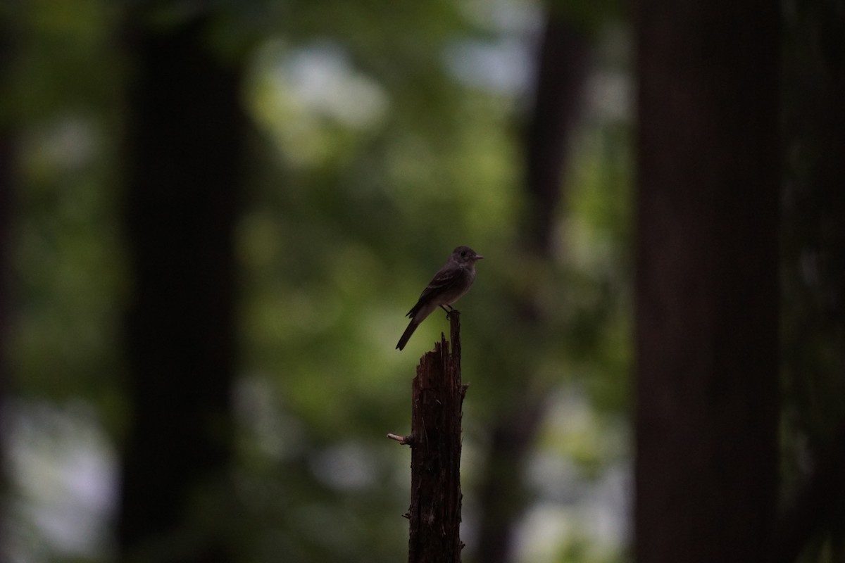 Eastern Wood-Pewee - ML595460441