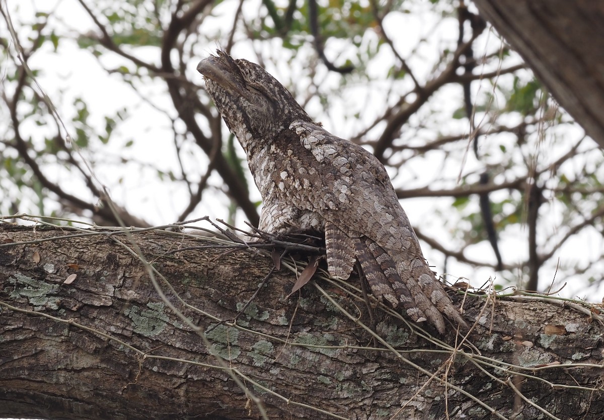 Papuan Frogmouth - ML595460481