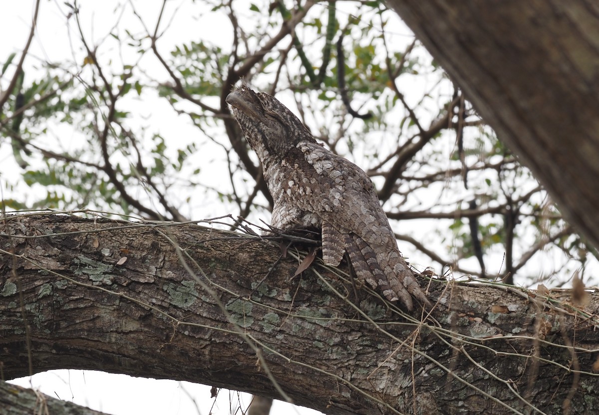 Papuan Frogmouth - ML595460551