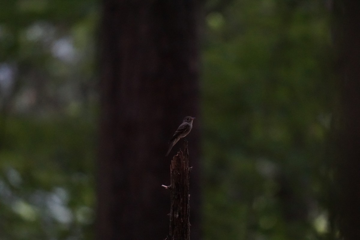 Eastern Wood-Pewee - ML595460571