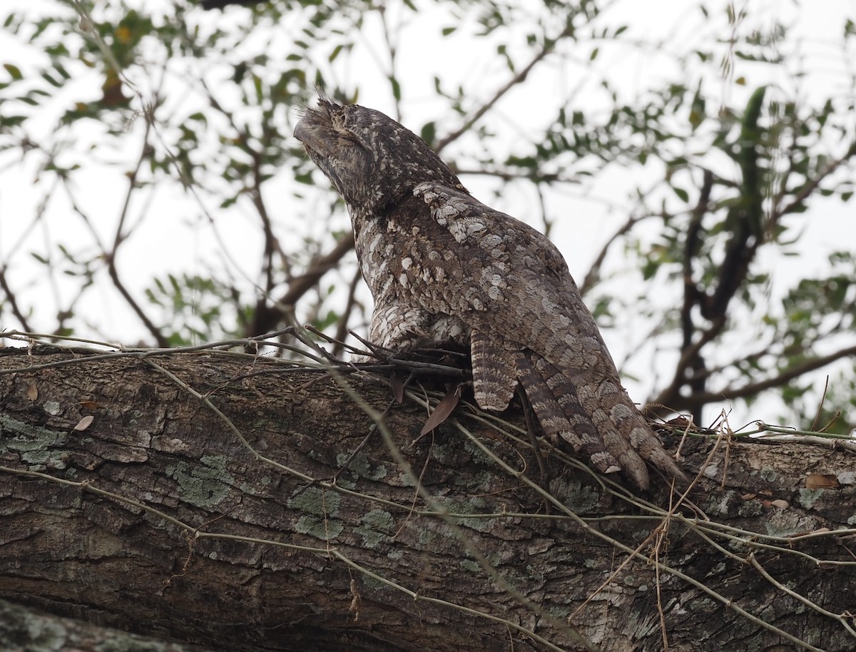 Papuan Frogmouth - ML595460611