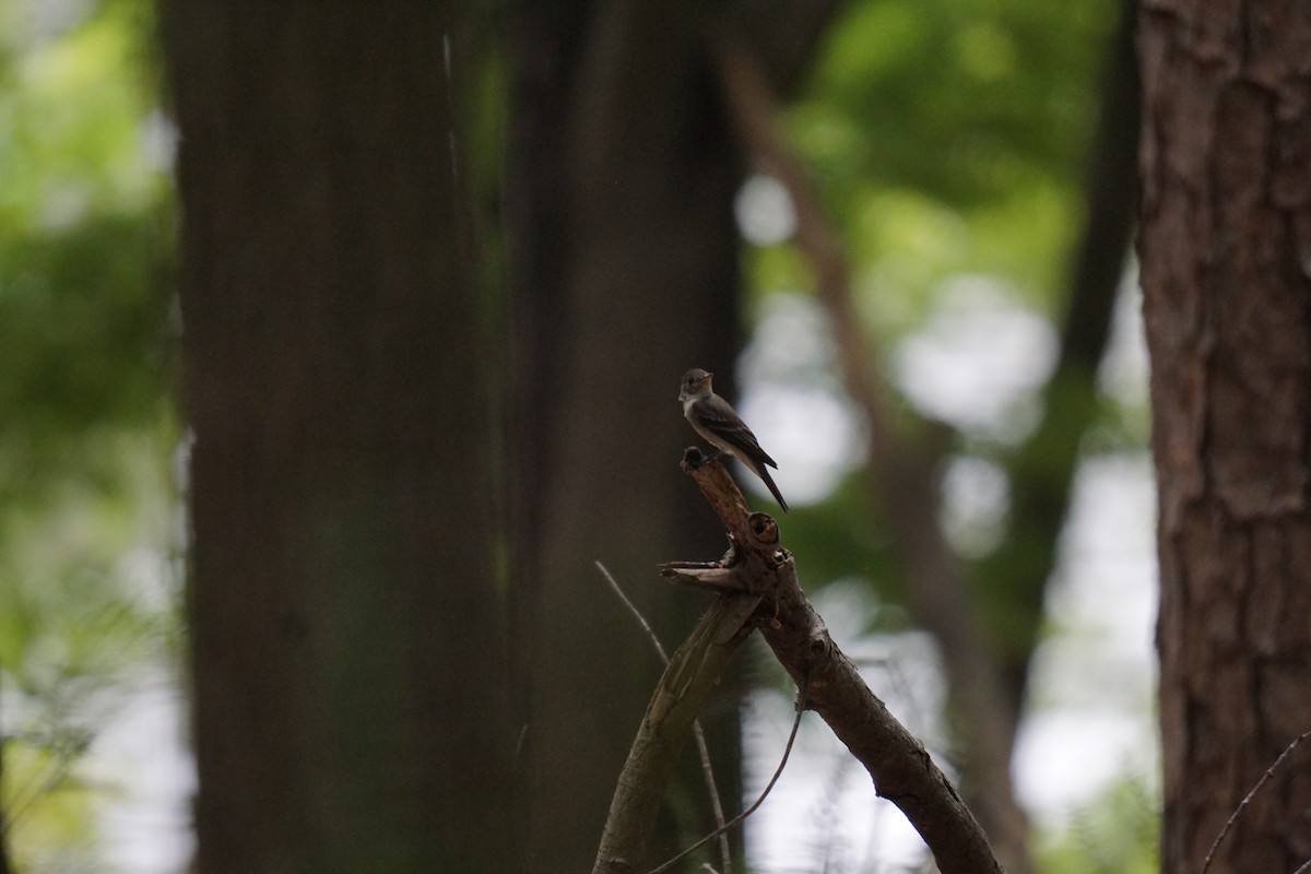 Eastern Wood-Pewee - ML595460761