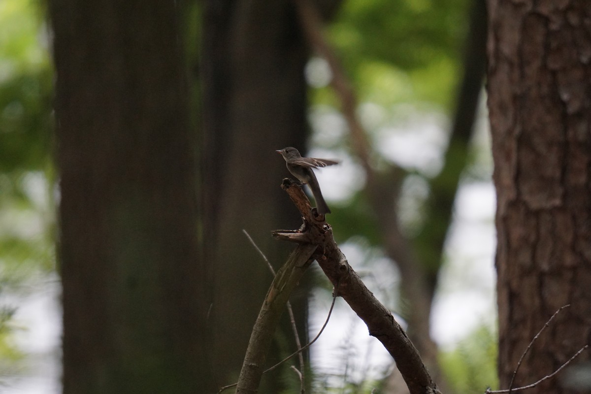 Eastern Wood-Pewee - Austin Jones