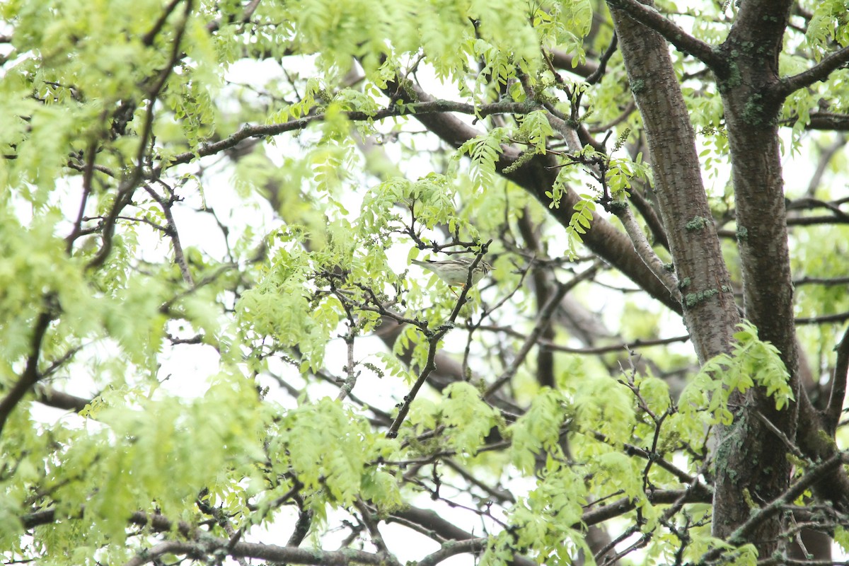 Blackpoll Warbler - ML59546091