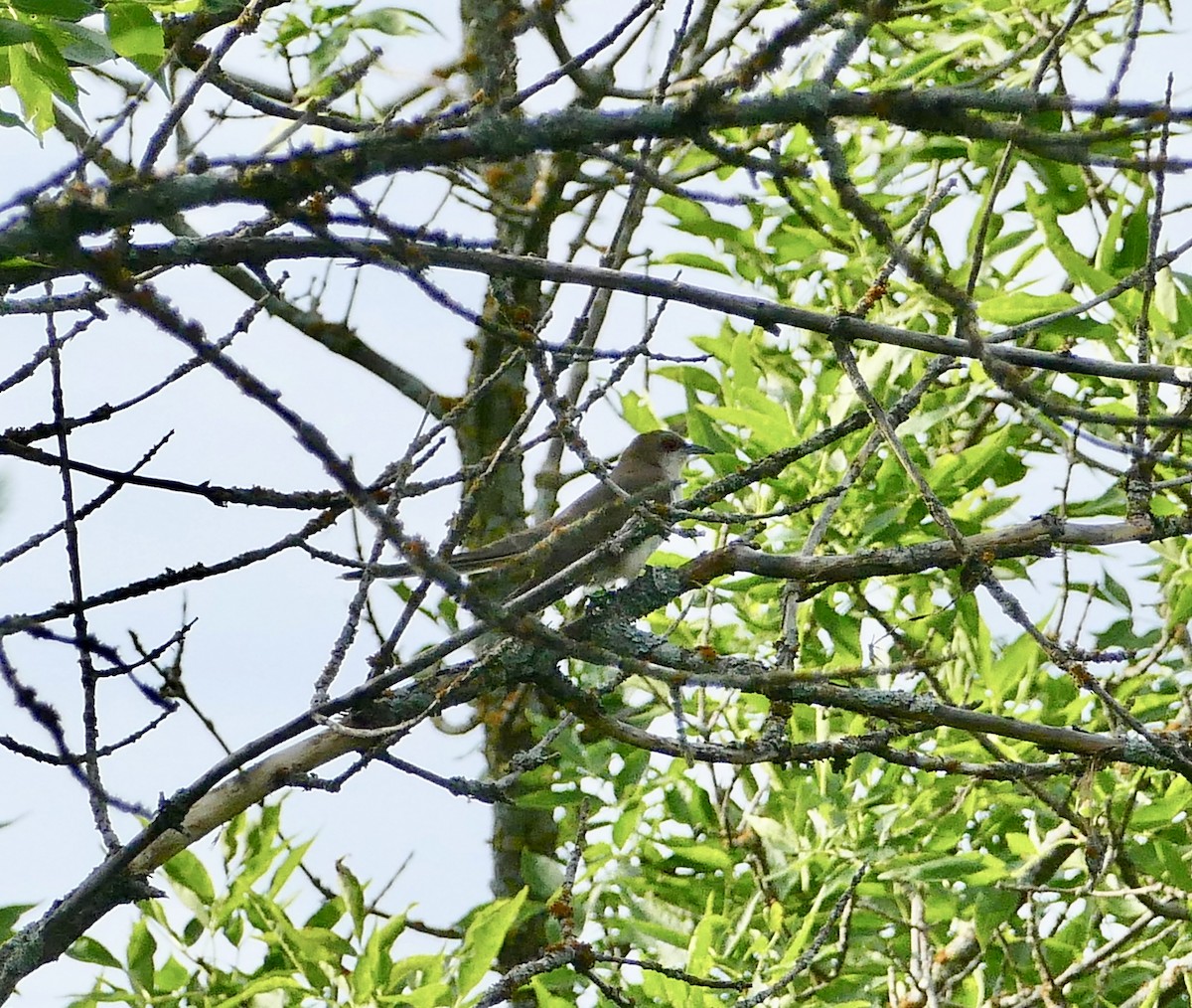 Black-billed Cuckoo - ML595460991