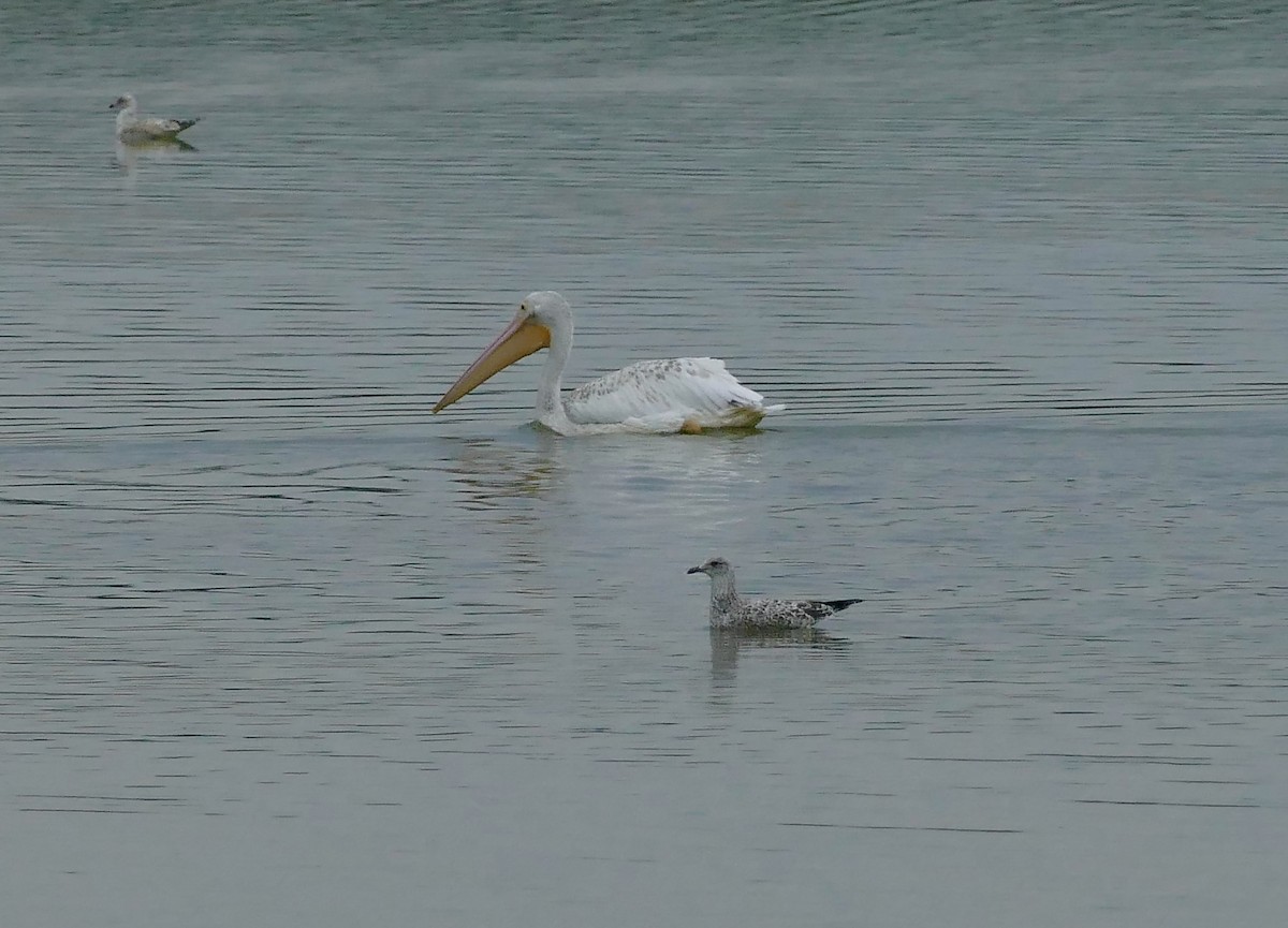 Herring Gull (American) - ML595461151