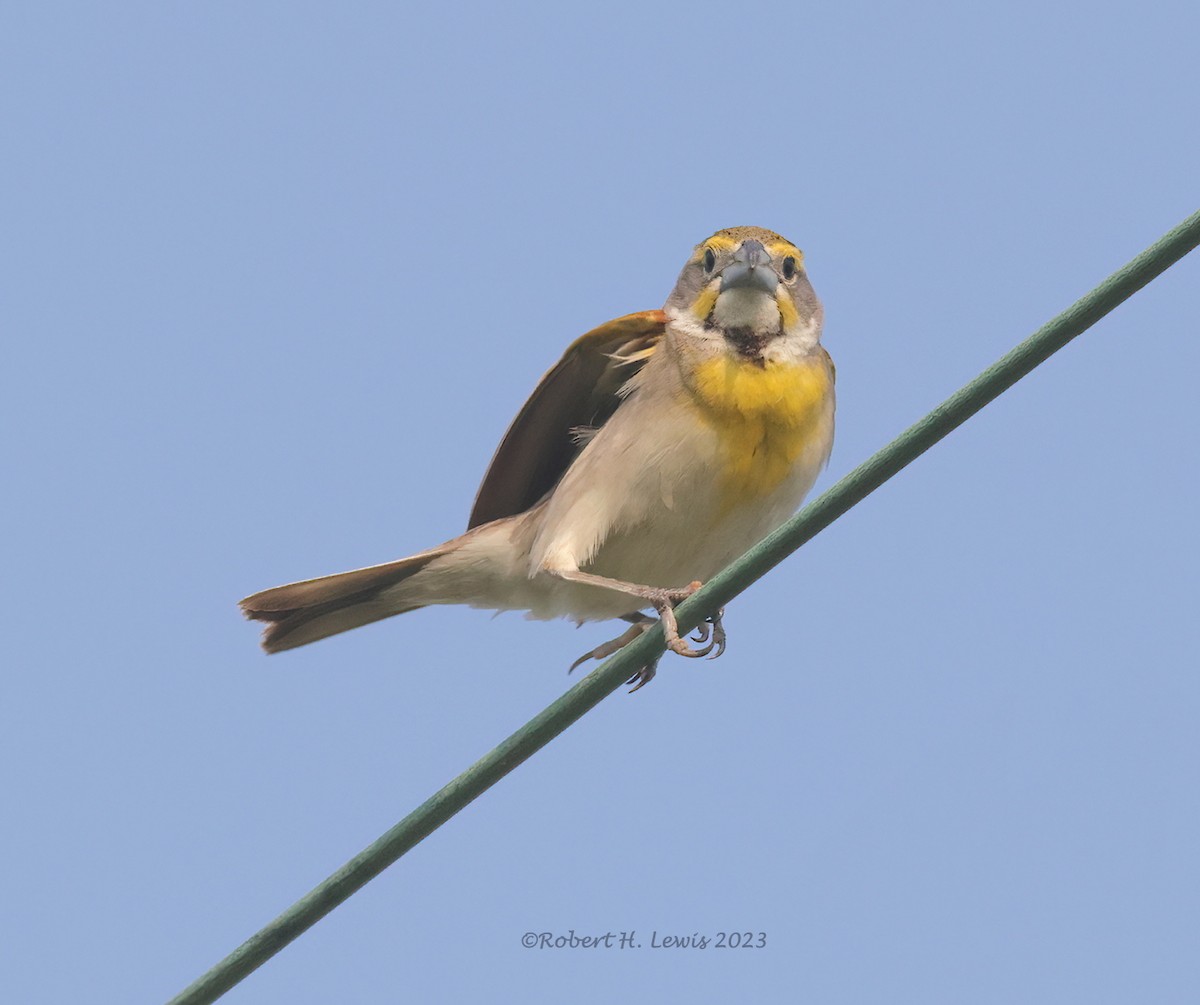 Dickcissel - ML595461271
