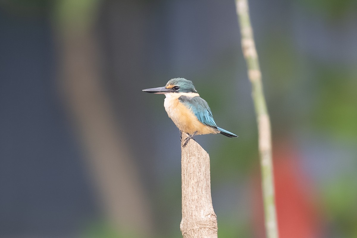 Sacred Kingfisher - ML595461741