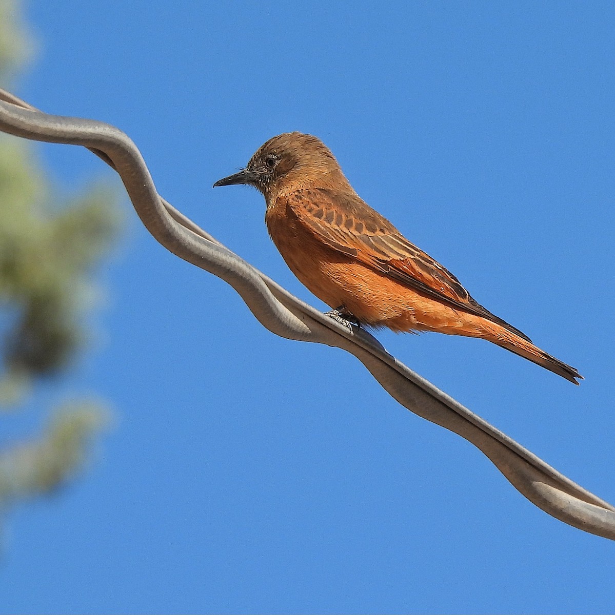 Cliff Flycatcher - ML595461881