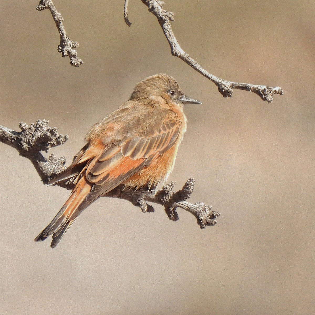 Cliff Flycatcher - ML595461891