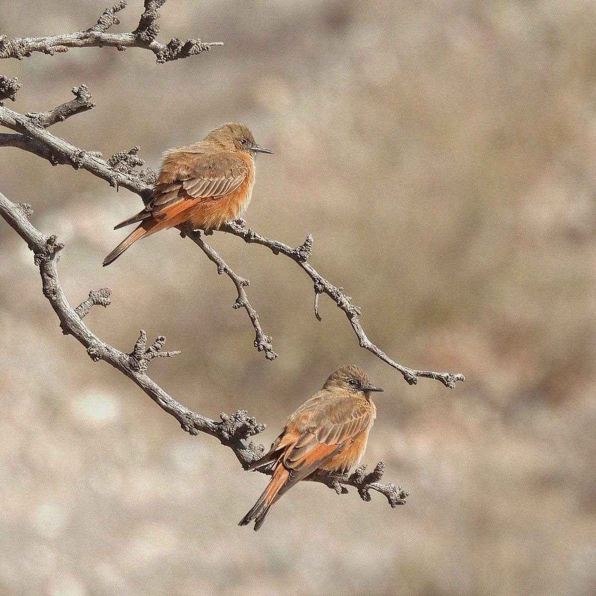 Cliff Flycatcher - ML595461911