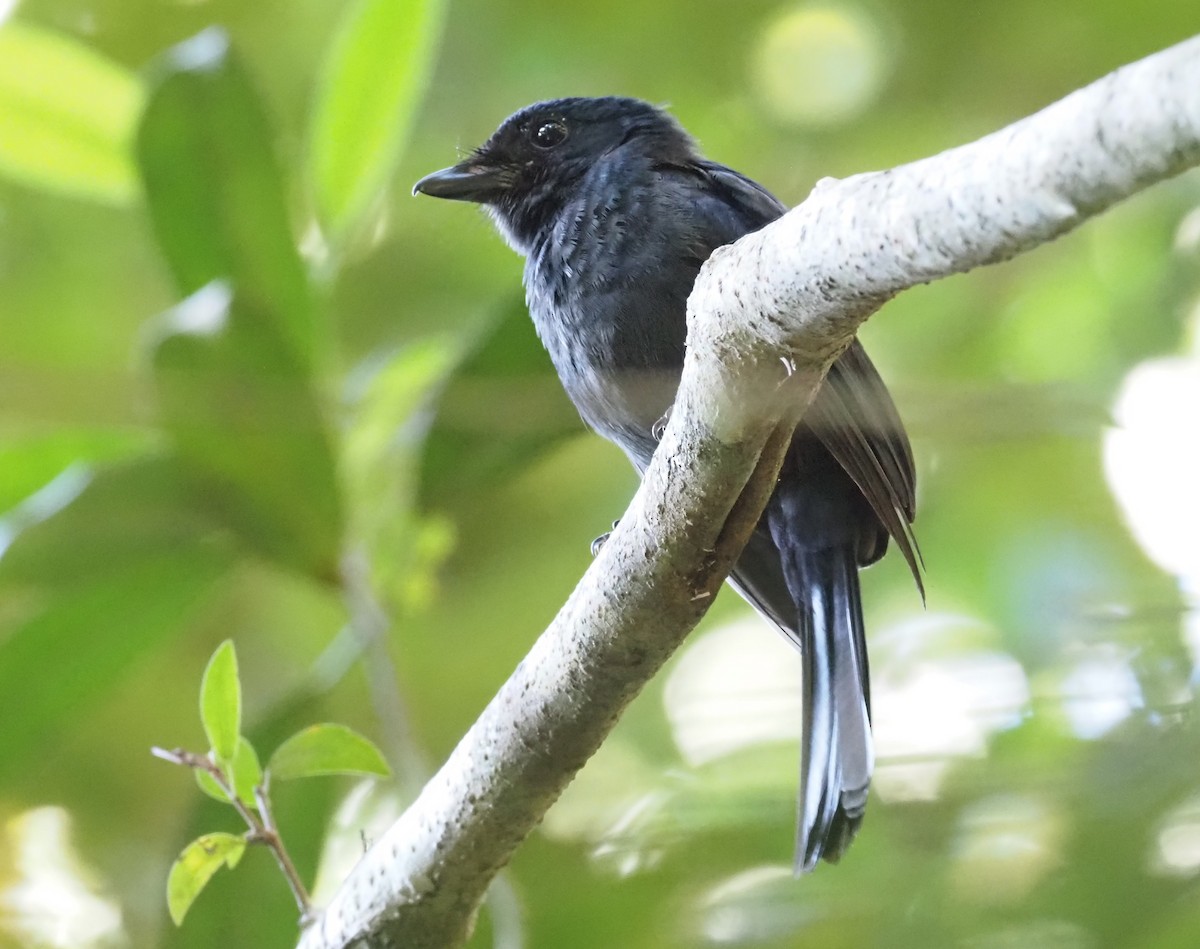 Drongo Katmerkuyruğu - ML595461921