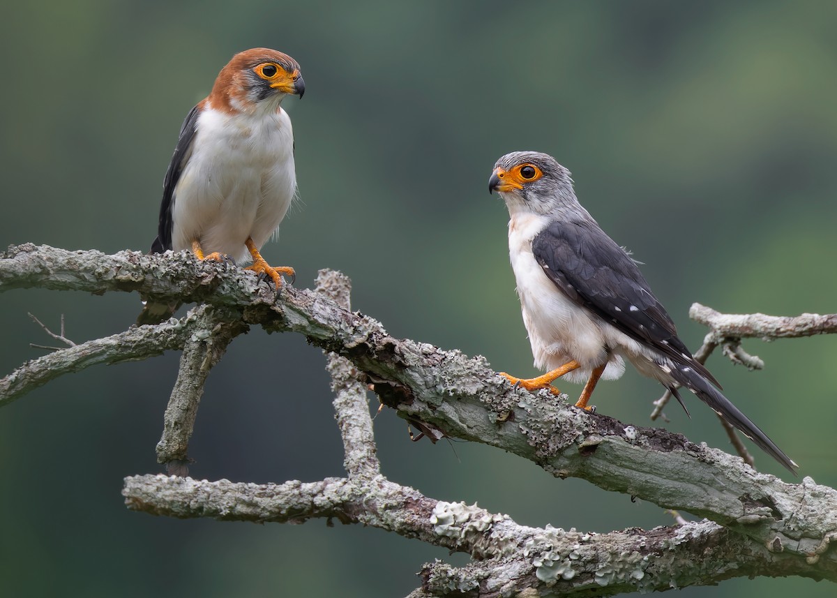 White-rumped Falcon - ML595461961