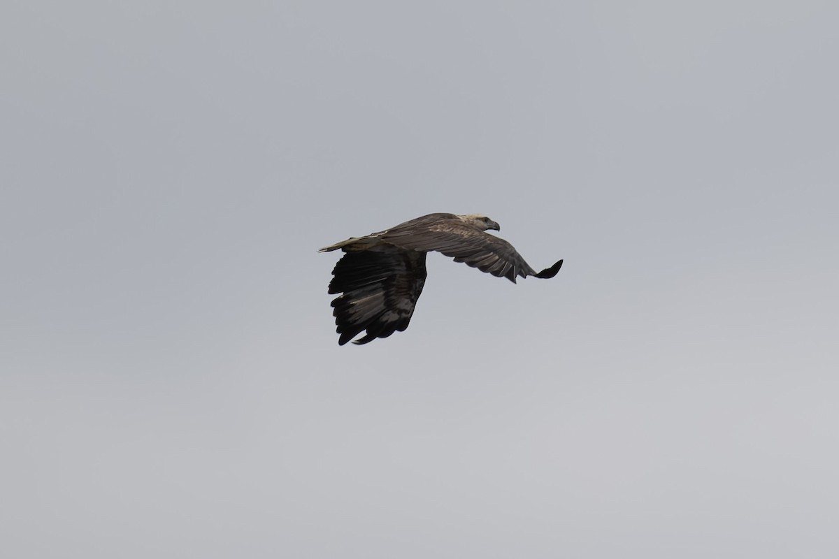 White-bellied Sea-Eagle - ML595462381