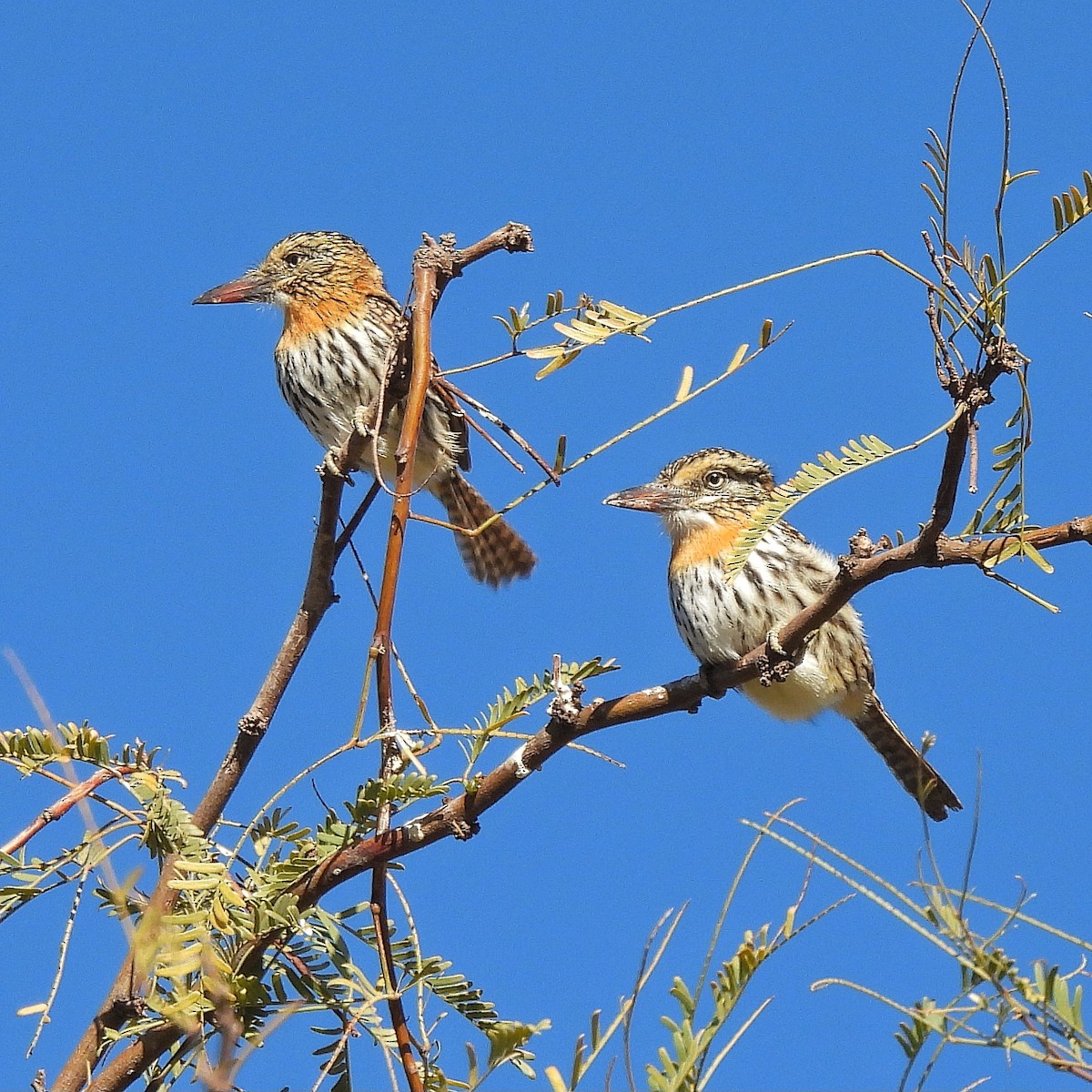 Spot-backed Puffbird - ML595462691