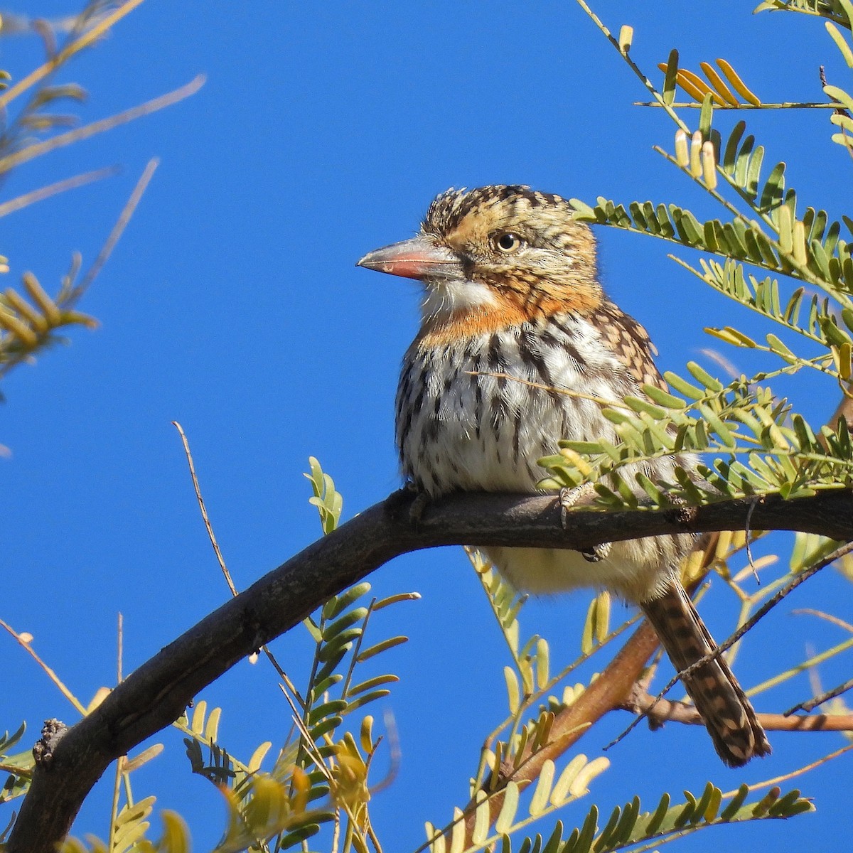 Spot-backed Puffbird - ML595462701