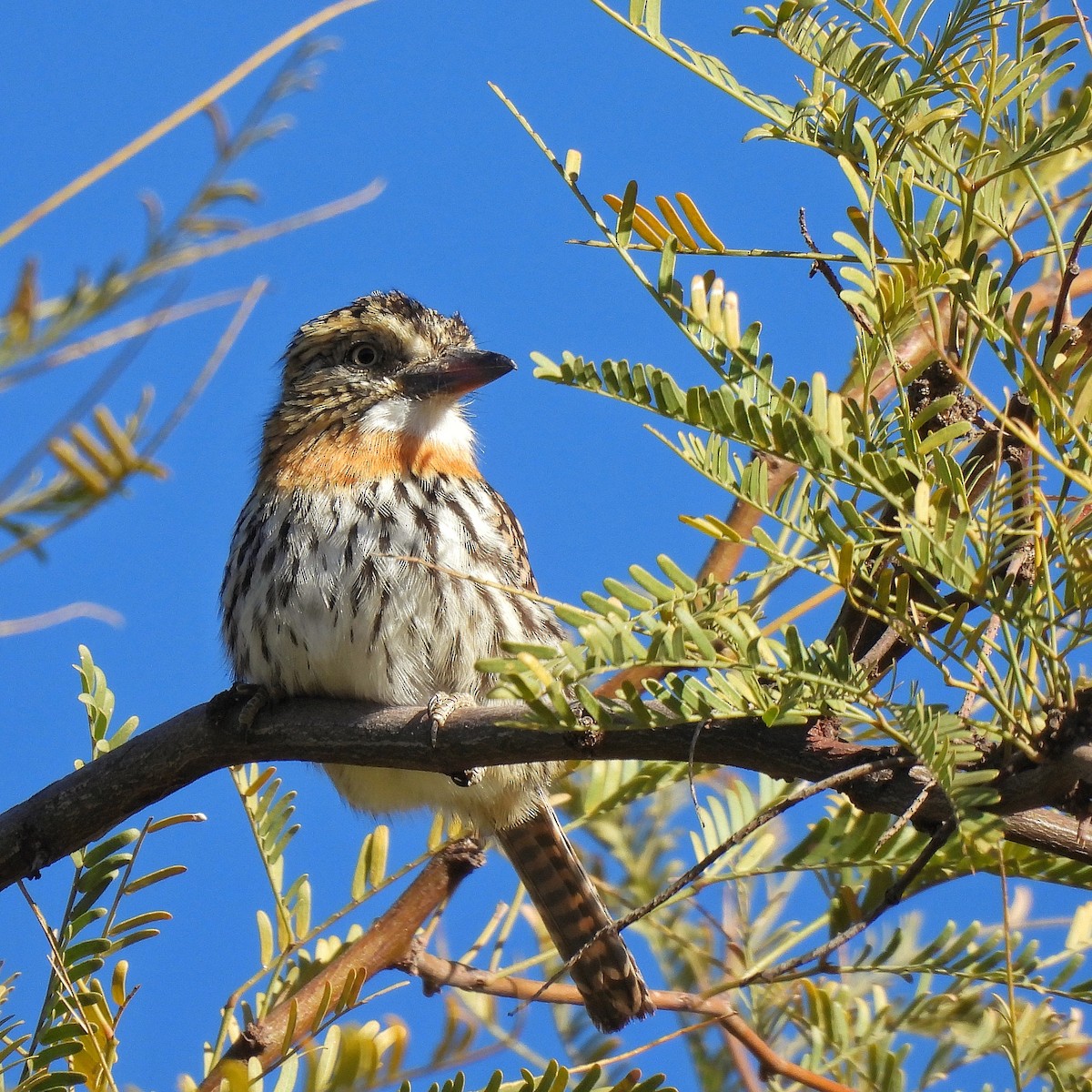 Spot-backed Puffbird - ML595462711