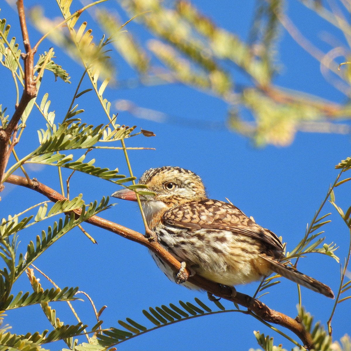 Spot-backed Puffbird - ML595462721