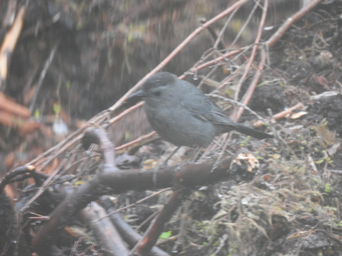 Gray Catbird - ML595462841