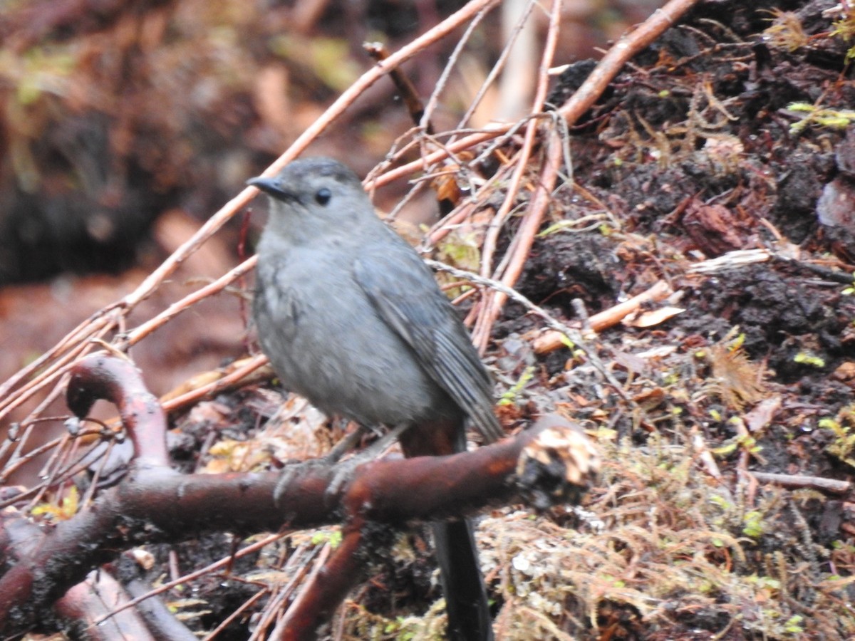 Gray Catbird - ML595462851