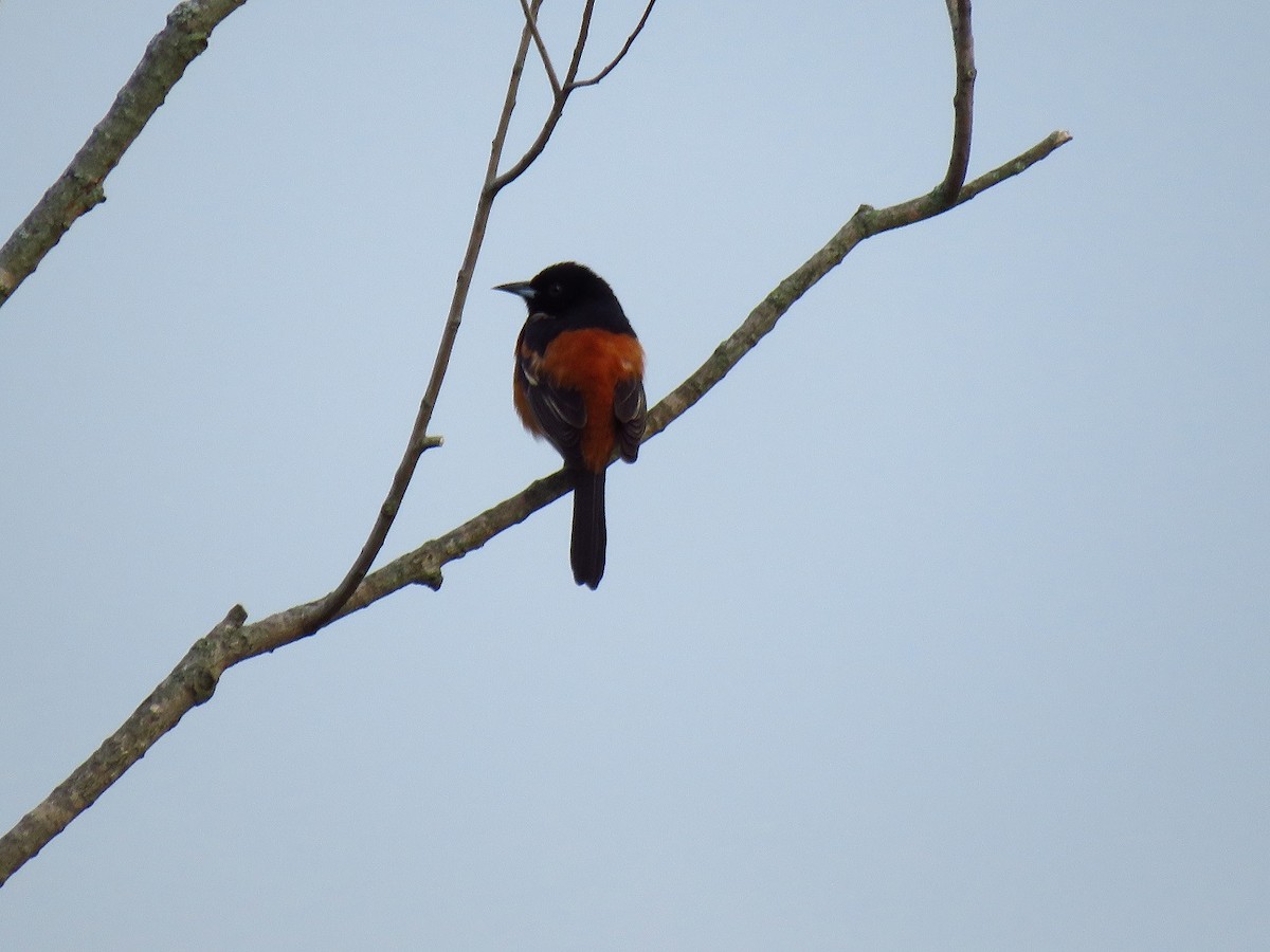 Orchard Oriole - ML595463881